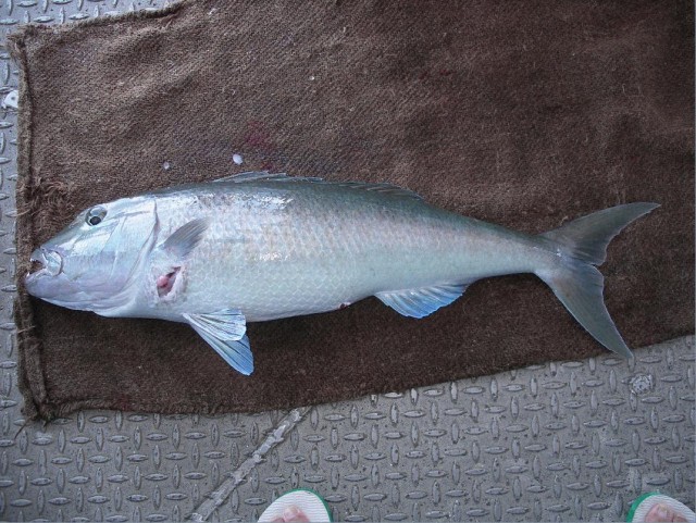 green jobfish